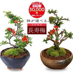 hV̓ Mtgyo׉zyV1ʁ~j~́F~*yIׂzyzyڂ񂳂zy{TCzbonsai@y