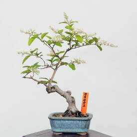 盆栽：木葉の随菜（コバノズイナ）現品*こばのずいな Itea virginica bonsai　ミニ盆栽