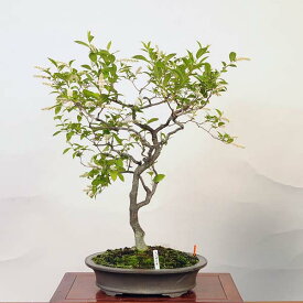 盆栽 特選：木葉の随菜（コバノズイナ）現品*こばのずいな Itea virginica bonsai 大品盆栽 大型ヤマト便配送