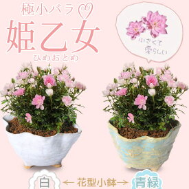 ミニ盆栽：極姫バラ・姫乙女（信楽焼花型小鉢）*【鉢が選べる】ミニバラばら薔薇 bonsai