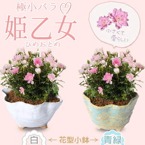 xĂ߂ hV̓ Mtg@~j~́FɕPoEPiMyĉԌ^j*yIׂz~jo΂KN bonsai