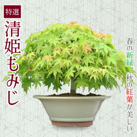 父の日 ギフト プレゼント 盆栽：特選清姫もみじ(瀬戸焼白鉢)*紅葉bonsai