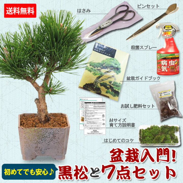 楽天市場】【お中元 夏ギフト】盆栽入門！初心者、盆栽はじめる方にも 
