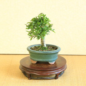 ミニ盆栽：にれけやき*楕円陶器鉢 鉢色おまかせ 楡欅ニレケヤキ雑木bonsai