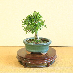 ~j~́Fɂꂯ₫*ȉ~픫 F܂ OjPLGbonsai