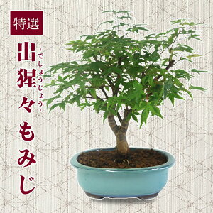 hV̓ Mtgyo׉z~́FI óX݂*(ˏĂ݂ǂȉ~) momiji@~W@gt@Gؖ~́@bonsai