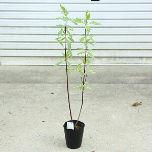 ؁EA؁@c؁FTS~YLiX~YLjGKeV}*@V^}~YL 񂲂݂@