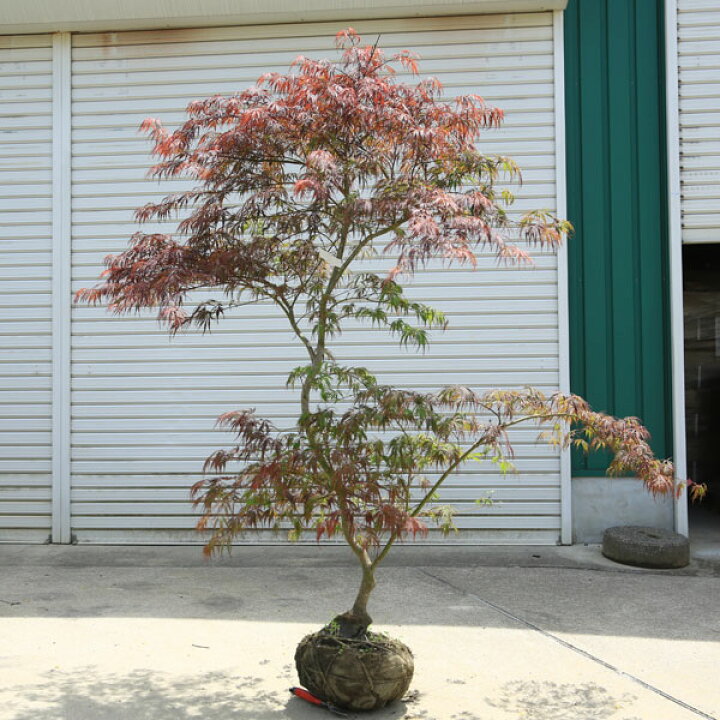 楽天市場】特撰庭木・植木：紅しだれもみじ（野村しだれもみじ）赤 