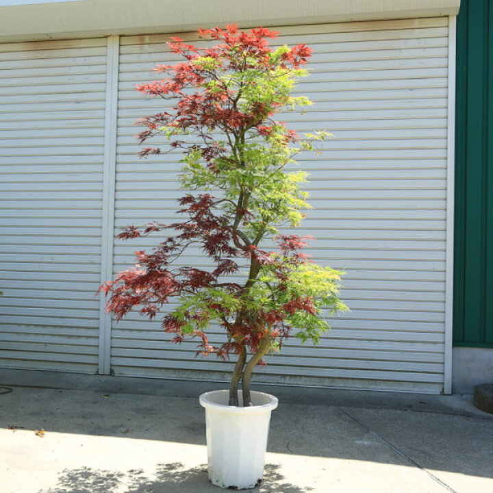 楽天市場】特撰庭木・植木：紅白しだれモミジ（青枝垂れ＆紅枝垂れ 