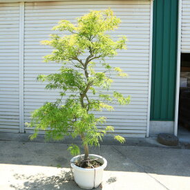 特撰庭木・植木：青しだれもみじ（青枝垂れ）*　そのまま置ける大ポット　佐川急便発送　現品限り！