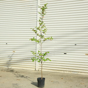 ؁@A؁FsNViԉĒցj@sNV̖؁@@160cm*}