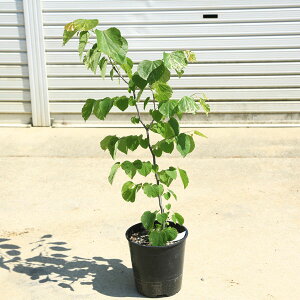 ؁EA؁FAJniYIEit[eBONEhj*͂Ȃ@n[g^̗t