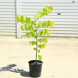 ؁EA؁FAJniYIEin[gIuS[hj*͂Ȃ@n[g^̗t ԑhF