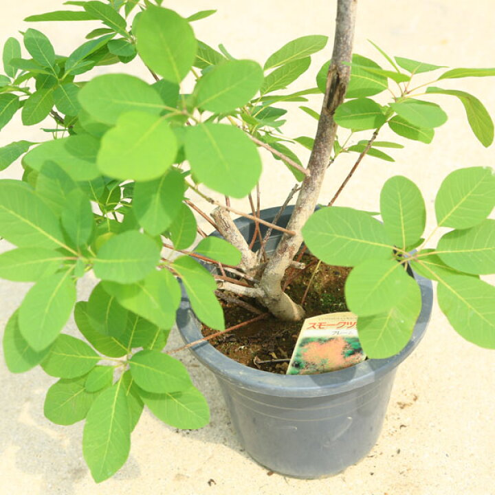 庭木 植木 苗：スモークツリー (煙の木)フレーム 現品限り*7号 佐川 