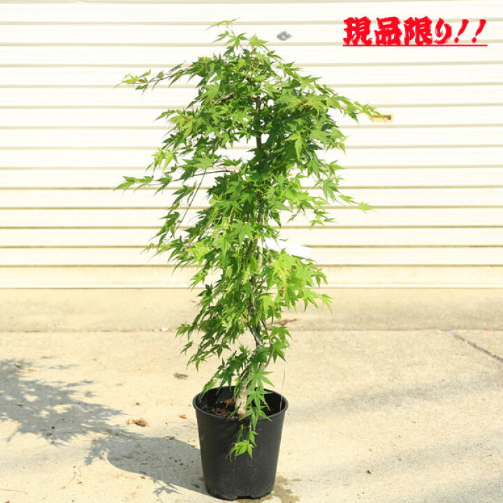 楽天市場】庭木・植木：流泉もみじ(りゅうせんしだれ）*現品をお選び 