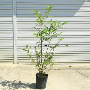 ؁FV}glRijRȗpI@i_I@*F130cm@SF150cm@^i