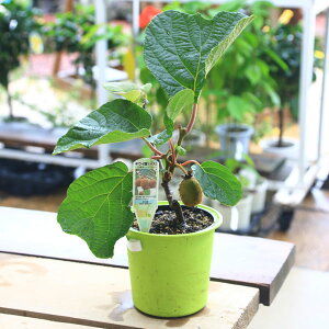 ؁EA؁EcFLEC̕c@X*@IтBiwC[horX[p[S[hj@