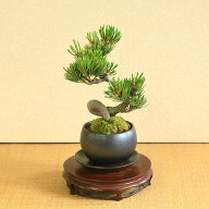 【父の日ギフト プレゼント】【即日出荷可！】小品盆栽：五葉松(瀬戸焼黒丸鉢)*受け皿付き鉢植えbonsai