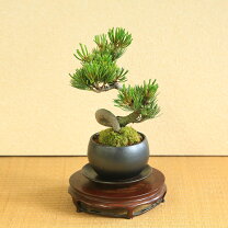 楽天市場】盆栽 五葉松（種類（植物）ゴヨウマツ（五葉松））の通販