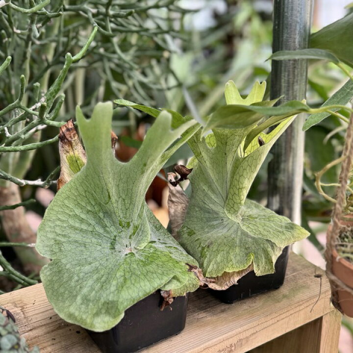 楽天市場】おしゃれ 観葉植物：ビカクシダ コウモリラン グランデ*3号 