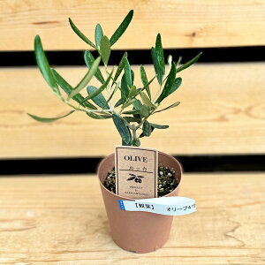  ϗtA c iIׂFI[u̖*4v|bg bJ RbW RlCL lofB uR