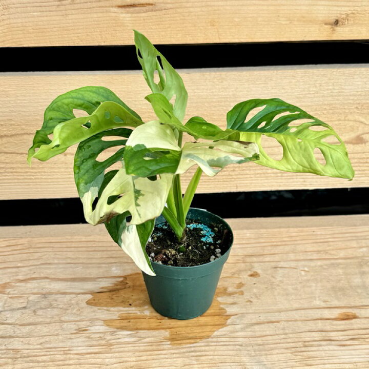 楽天市場】おしゃれ 観葉植物：斑入りマドカズラ 黄斑*3号 : 遊恵盆栽 