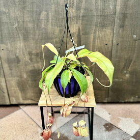 希少品種 観葉植物 食虫植物：ウツボカズラ ネペンテス バイキング*吊り鉢 5号 ネペンシス