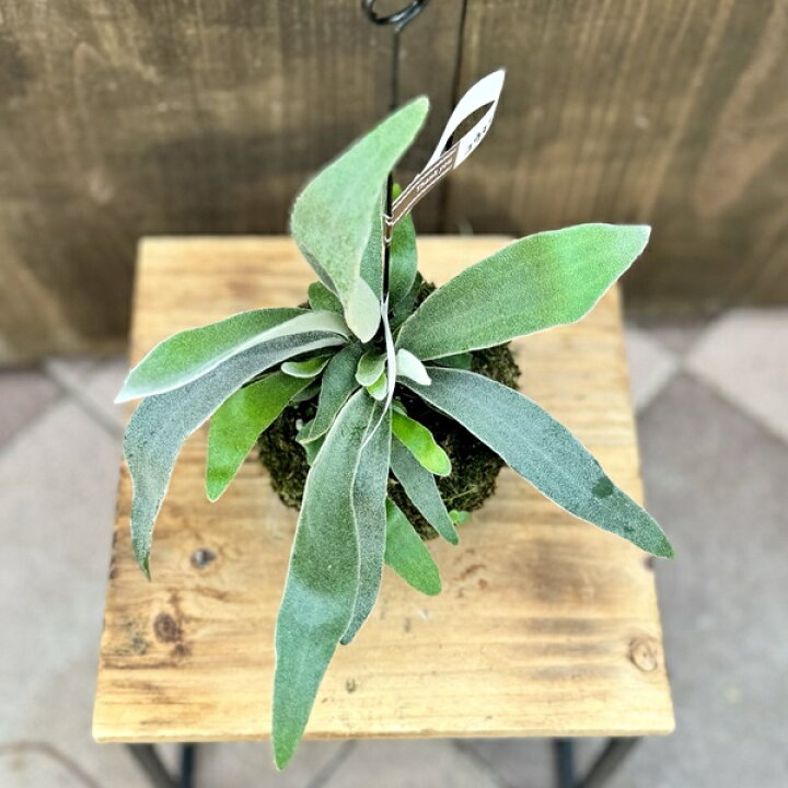 楽天市場】観葉植物：ビカクシダ コウモリラン ベイチー苔玉*吊り 