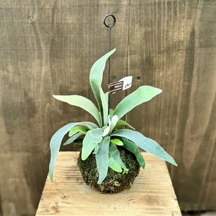 楽天市場】観葉植物：ビカクシダ コウモリラン ベイチー苔玉*吊り 