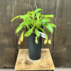 希少品種　観葉植物　食虫植物：ウツボカズラ　ネペンテス　アラータ*3.5号　ネペンシス