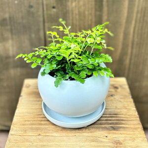  ϗtAFAXvjE p[oeB*A Mt FIׂ܂