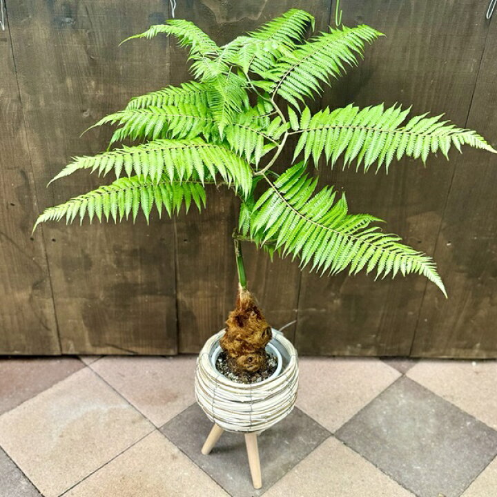 楽天市場】おしゃれ 観葉植物 キンモウコウ：ゴールデンモンキー 