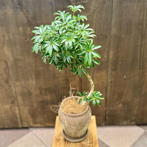  ϗtA FIׂ܂FVFt RpN^  A*RRV