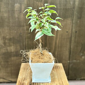 おしゃれ 観葉植物 フィカス:斑入り ベンジャミン 鉢植え 受皿付*鉢色選べます