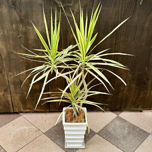  ϗtAFhZi RVl gJ[ A*Mt RRV