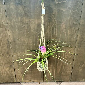 ϗtAF`WA LAlA KX݂蔫*GAvc GA[vc Tillandsia cyanea