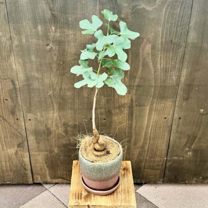 楽天市場】おしゃれ 観葉植物：ブラキキトン ボトルツリー 鉢植え*受皿 