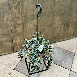  ϗtAFyIjA yX*5 ݂蔫