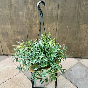 @ϗtAFyy~A@veI[^*5@݂蔫