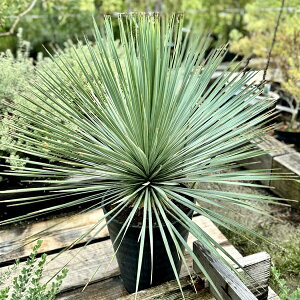  ϗtAFbJ Xg[^*ZA[g Yucca rostrata