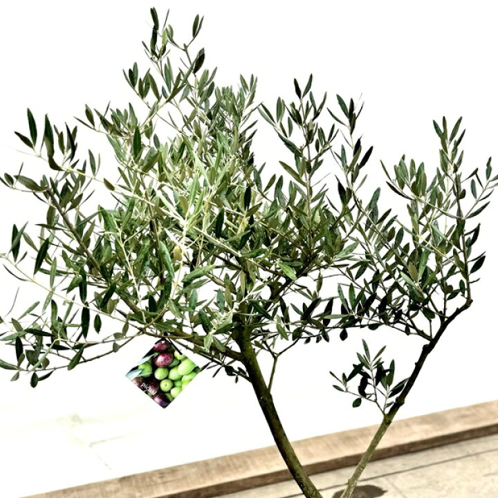 楽天市場】おしゃれ 観葉植物：オリーブの木 ピクアル 8号*現品7 SOUJU 