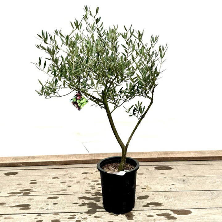 楽天市場】おしゃれ 観葉植物：オリーブの木 ピクアル 8号*現品7 SOUJU 