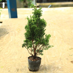 cFÎRO@*@܂Ђ̂@qmL