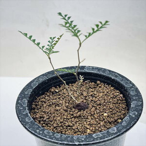 �R�[�f�b�N�X�F�I�y���N���J���A �p�L�v�X�@���}��*�t��8.5cm�@���i�I��i����