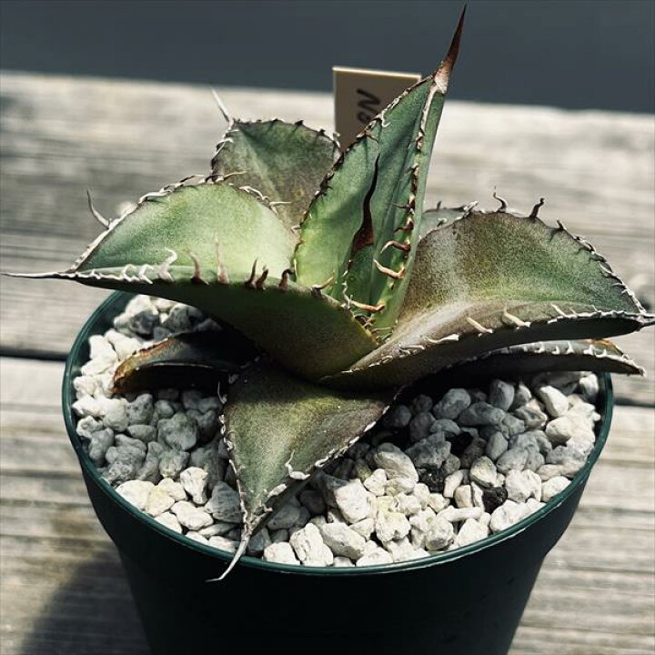 楽天市場】多肉植物：アガベ チタノタ FO-076 （No.1錦の先祖返り）*幅  