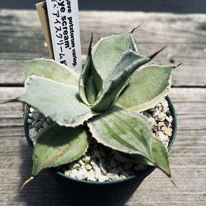 AFAKx@ACXN[@R*9cm@iIi