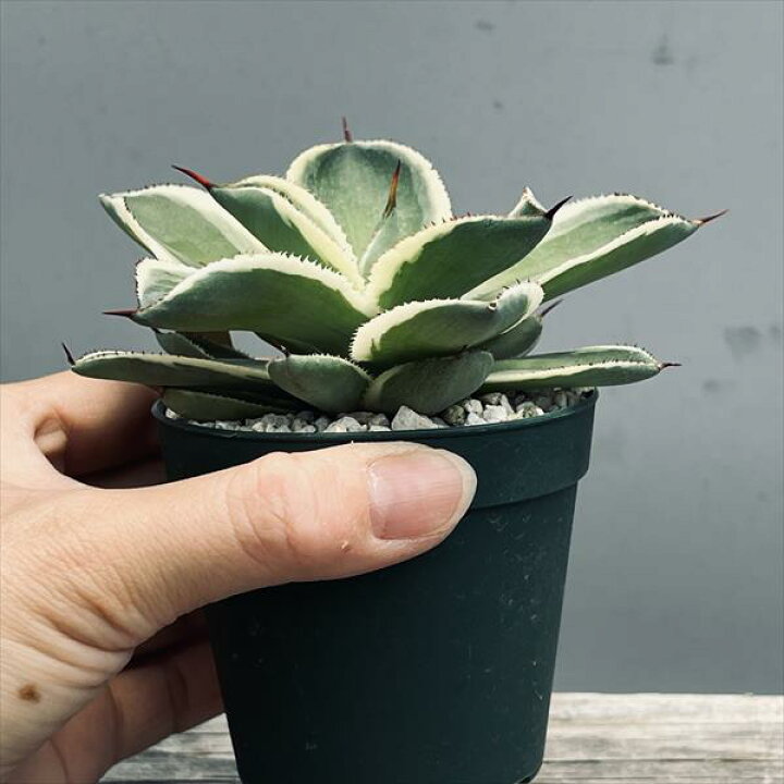 楽天市場】多肉植物：アガベ ベビーティース錦*幅10cm 現品！一品  