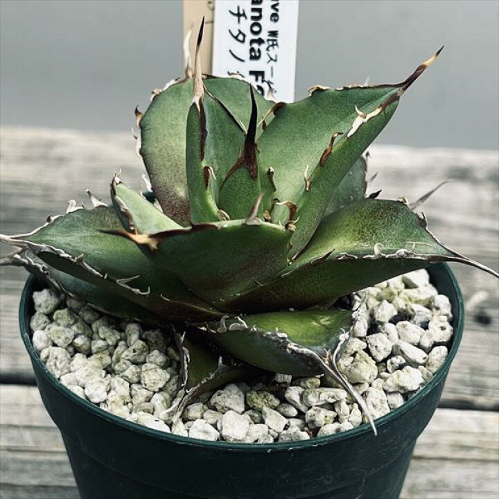 楽天市場】多肉植物：アガベ チタノタ FO-076（S1）*幅8cm 現品  