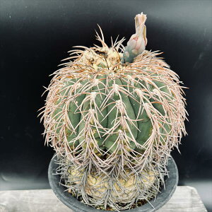 サボテン:ギムノカリキウム 猫爪天平丸*幅16cm 現品!一品限り ※傷あり ★根未確認