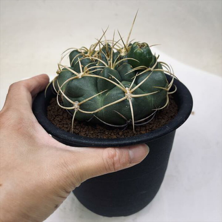 楽天市場】サボテン：ギムノカリキウム 金碧 実生*幅10cm : 遊恵盆栽 